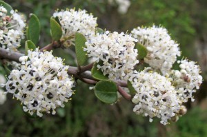 Hummingbird Blossom (Buck Brush)