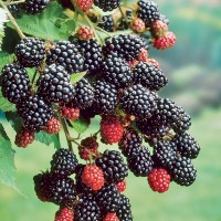Blackberry