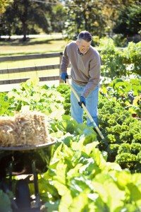 Intensive planting and low maintenance techniques can increase a garden’s harvest, but not the size of the garden or the workload. Photo credit: Bonnie Plants