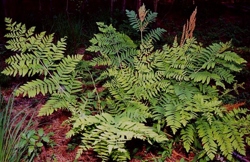 Osmunda ferns