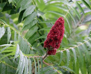 Qua lo ga (Sumac)