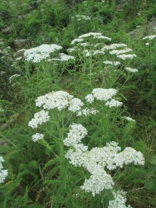 Squirrel Tail (Yarrow)