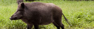 alabama_hog_hunting