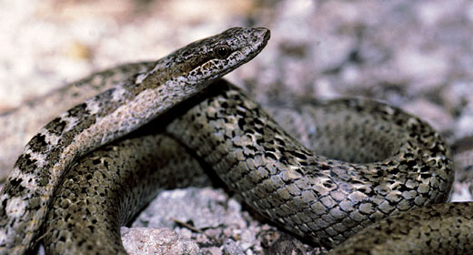Antiguan Racer