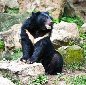 asiatic-black-bear_5