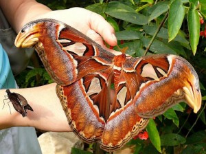 atlas moth