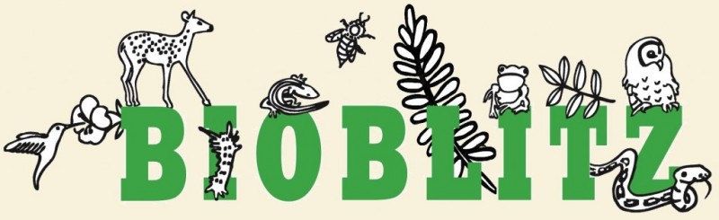 bioblitz_green-blk_crop_tan-background1-1024x313