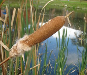 Cattail.