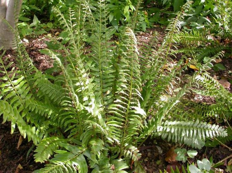 christmas-fern
