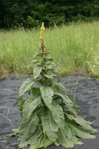 Mullein