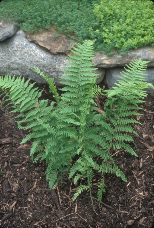 Hay-Scented Fern