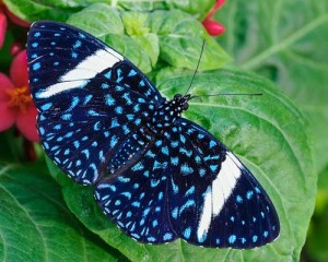 hamadryas laodamia Starry Night Cracker