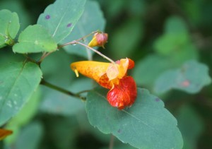 Jewelweed 