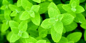 Mint
