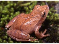 SPRING PEEPER