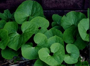 Big Stretch (Wild Ginger)