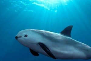 VAQUITA (PHOCOENA SINUS)