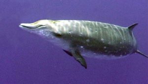 CUVIER’S BEAKED WHALE (ZIPHIUS CAVIROSTRIS)
