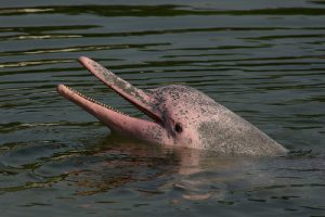 AMAZON RIVER DOLPHIN (INIA GEOFFRENSIS)