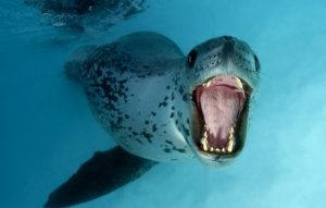LEOPARD SEAL (HYDRURGA LEPTONYX)
