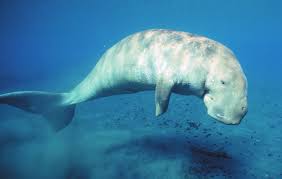 DUGONG (DUGONG DUGON)
