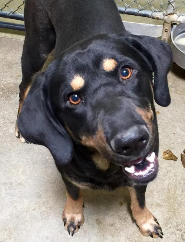 duke