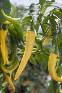  Golden cayenne peppers are hot with a Scoville heat level of 30,000 to 50,000. Photo credit: courtesy of Bonnie Plants 