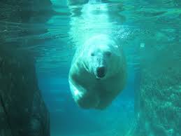 POLAR BEAR (URSUS MARITIMUS)