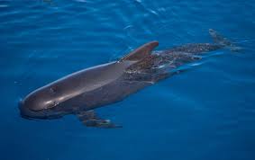 LONG-FINNED PILOT WHALE (GLOBICEPHALA MELAS)
