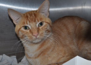 meoward