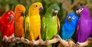 parrot09-634