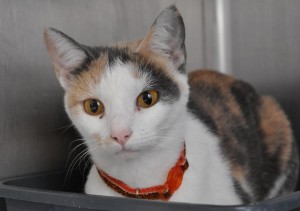 stella