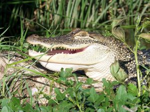 Alligator photo by Diana Bualk