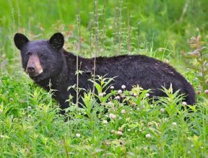 black-bear-naturepics