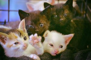 kits