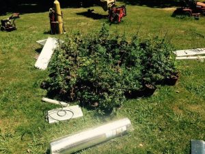 Marijuana plants taken from inside grow on LaGrange Road
