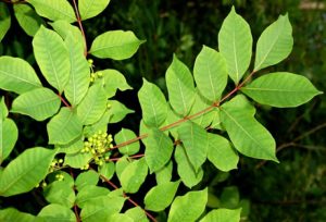 poison_sumac_leaf