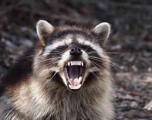 raccoon_large