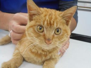 straycat