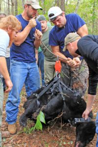 Personnel from the Alabama Wildlife and Freshwater Fisheries Division and Auburn University captured a black bear in Washington County. The bear was sedated and fitted with ear tags and a data collar. Thomas Harms, holding rod on left, and Chris Seals of Auburn, holding collar, check the bear’s weight. Photos by Karin Harms