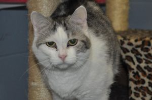 wekitty