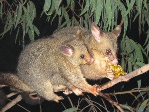 Brushtail Possum