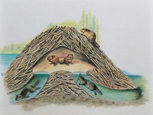 beaver-2