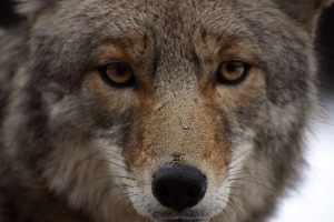 coyote1