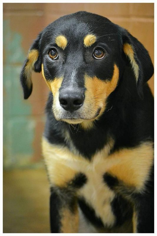 dario