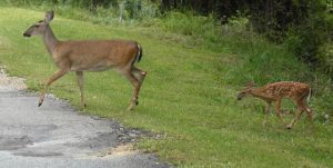 deer-fawn-wildlifejpg-194b208ddadeb3c3