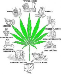 hemp pic2