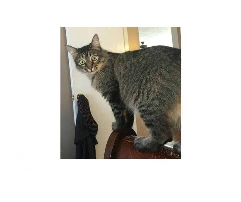 lilbit