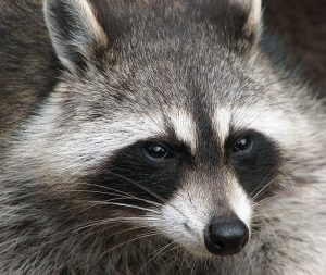 raccoonjpg-5acce2aa27368931