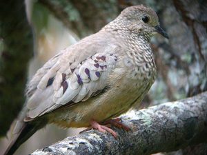 CommonGroundDove